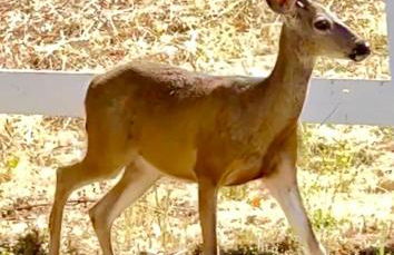 Hollywood Hills Spa Retreat Oasis with Tree Top Views, Private Jacuzzi Style Tub, Steam Room, Magical Half Acre Acre Garden and Patio, Free Parking for 2 cars, in LA's most Serene, Central Desirable Area - Foto 59