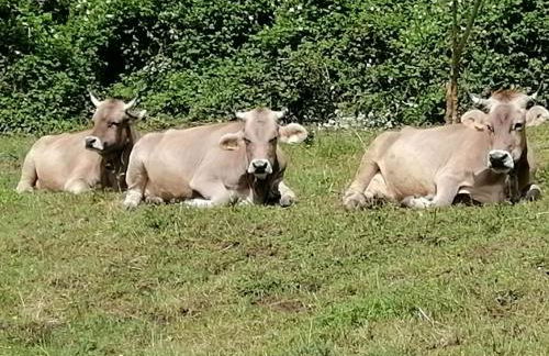 Agriturismo La Betulla - Photo 11