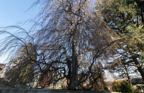 Mamma Ciccia - ecofriendly villa on Lake Como - Foto 58