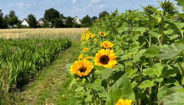 liten lind - Ferienwohnung in Sahlenburg - Foto 5