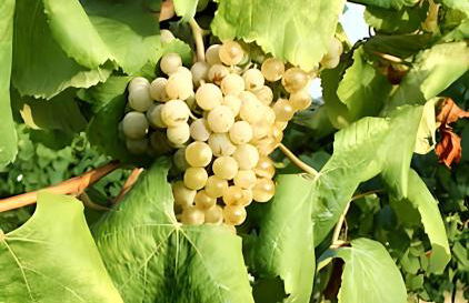 Charming house in Riba de Mouro with terrace and parking - Foto 20