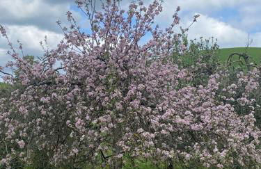 Casa Vacanze Podere San Giusto Volterra - Foto 28