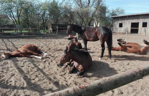 Ferienwohnung - b50233 - Foto 10