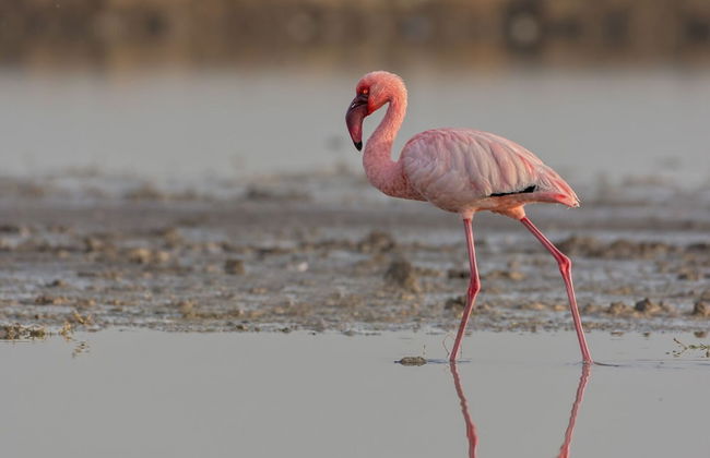 Coral Villa - Luxury Beachfront Villa with Private Pool by Karula - Foto 39