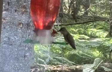 Rustic Willow Retreat - Outdoor Adventures cabin - Foto 30