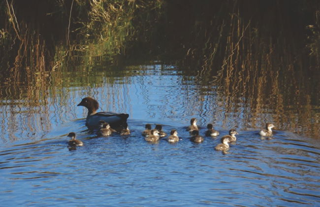 Tennessee Hill Chalets - Foto 23