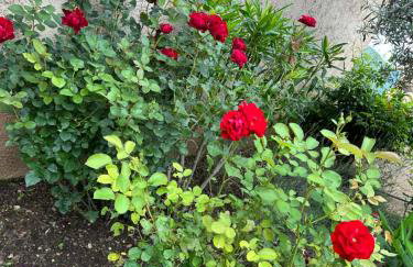 Villa Verdon en Provence - Vue sur le Lac d'Esparron sur Verdon - Foto 36