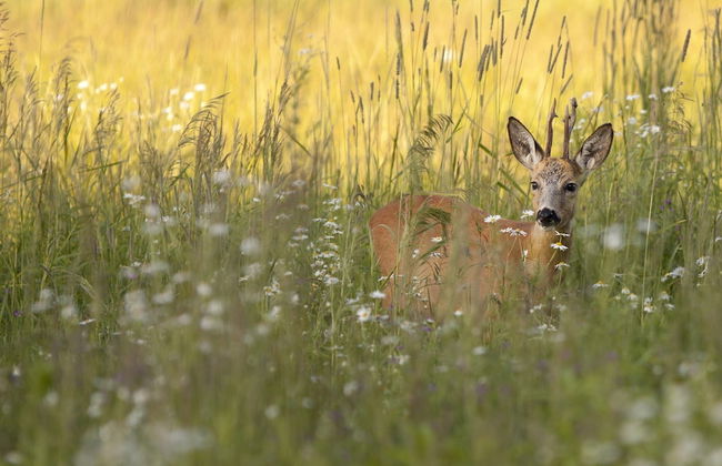 Nature Stay in Hunzedal - Photo 32