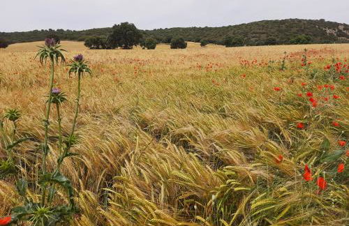 La Cachumba - Foto 41