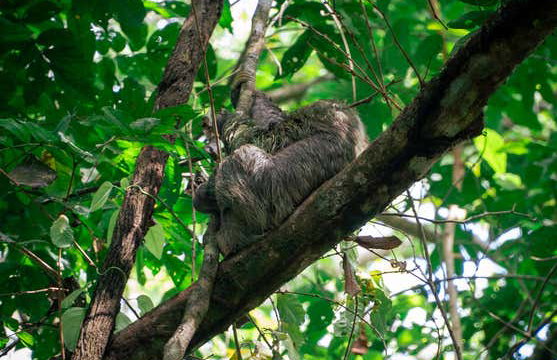 Excursión al Parque Nacional Manuel Antonio - Foto 6