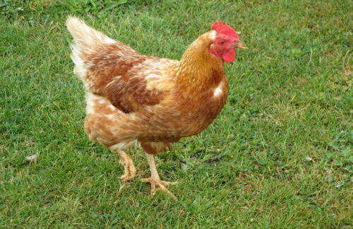 Gîte Paimpol Le Poullou - Photo 54