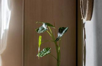 Nerium - Golden Fig Sykia lodge - Foto 9