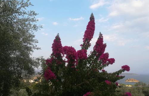 Πέτρα, Ελιά και Λεβάντα - Foto 45