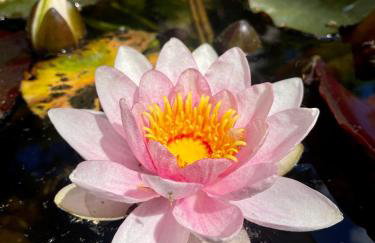 L'annexe du domaine de brisset - Foto 35