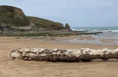 Cabaña de ensueño en el bosque y junto al mar - Foto 44