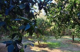 Finca el Agua da Vida (Los Eucaliptos & Los Olivos) - Foto 16