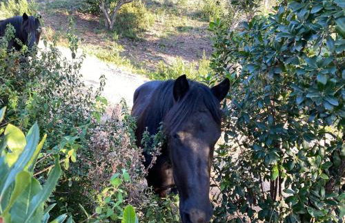 VILLA A SCOPA 14 VUE PANORAMIQUE MER * - Foto 39