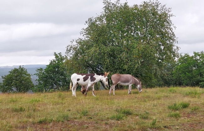 Klas Haus Eifelsonne - Foto 9