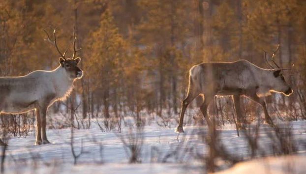 Levi Snowshoe Tour - Foto 5