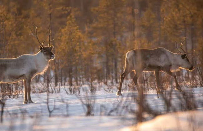 Passeio com raquetes de neve por Levi - Foto 5