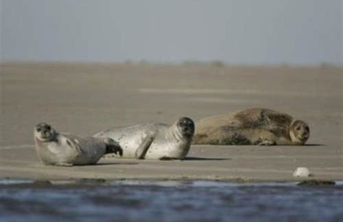 La Baigneuse maison avec jardinet et parking privé, à 200 m plage - Foto 63