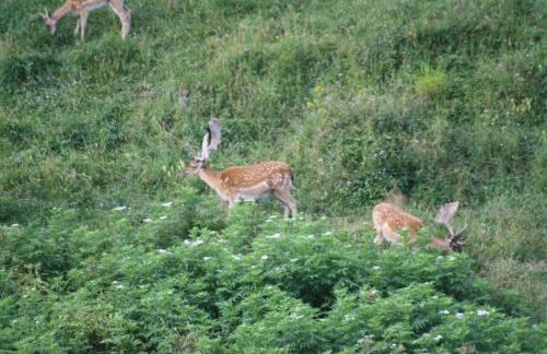 Cobert de Martí - Foto 38