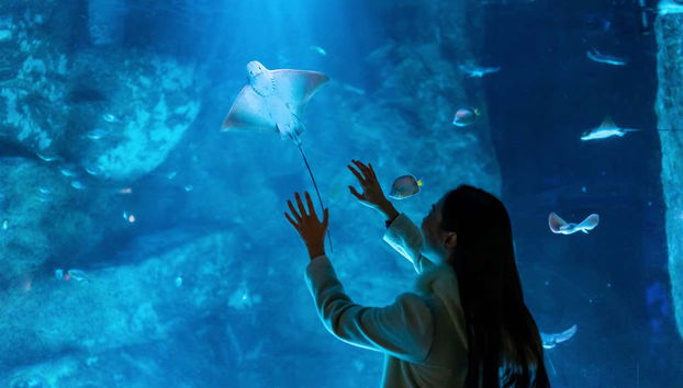 Descubriréis fascinantes especies marinas