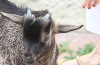 Agriturismo Le Caldane - Photo 17