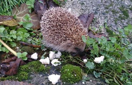 Casa Adela El Tuxu - Foto 32