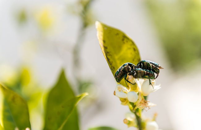 Apartments Šestanović - Foto 44