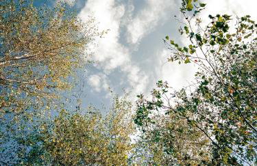 Osada Puszczy Śpiew - Foto 48