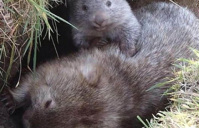 BIG4 Kelso Sands Holiday Park - Foto 30