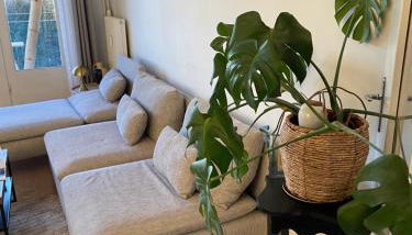 Le tournesol - Foto 5