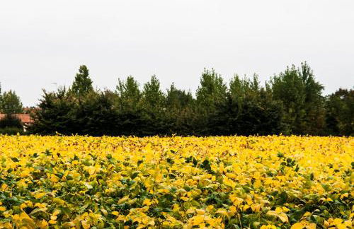 Agriturismo Villa Mocenigo - Photo 73