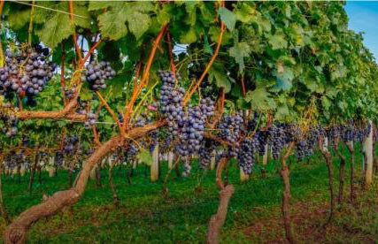 Casa Completa Ótima Localização Vale dos Vinhedos - Foto 29