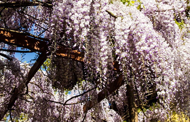 Agriturismo Tra Serra e Lago - Foto 16