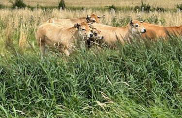 Ferienhaus Ostseeblick Kraksdorf-Strand fast direkt am Ostseestrand - Foto 20