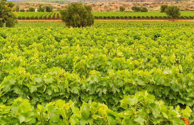 Tour del vino por Tarija - Foto 6