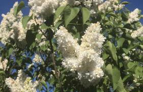 Haus Astenblick in Winterberg für bis zu 35 Personen für Wanderveranstaltungen und Familienfeiern - Foto 27