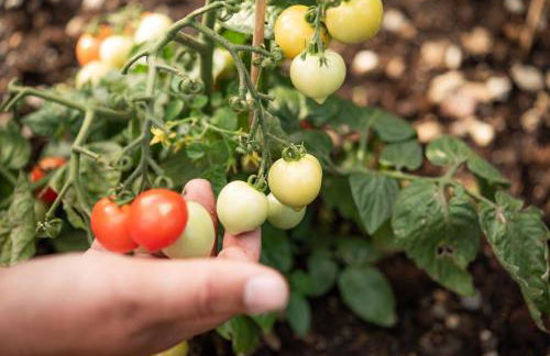 Weingut Schmid Oberrautner Apartment Suites - Foto 37