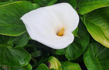 Casas De Bouro 2 Casa Dos Jarros - Foto 21