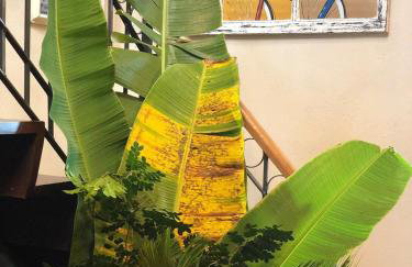 Casa Carmel, Charmosa, Natureza, piscina em Búzios/RJ - Foto 24