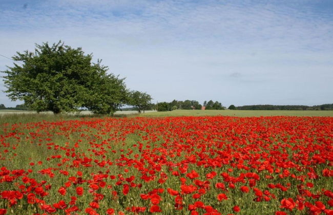 Idyllic Holiday Home in Damshagen With Terrace - Foto 74