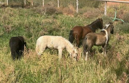 Wingate House at Sand Creek Homestead - Foto 21