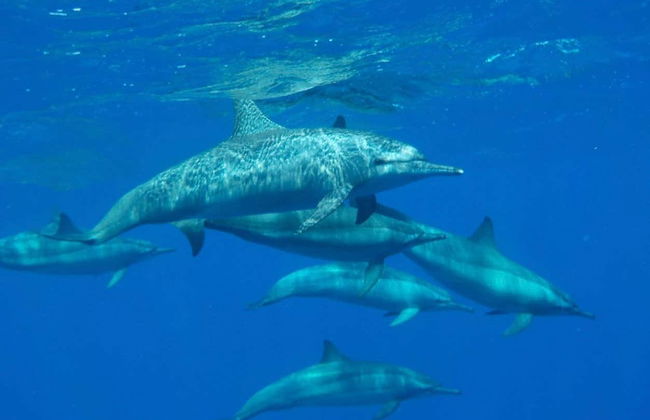 Paseo en barco con fondo de cristal - Foto 6