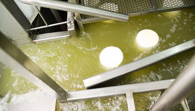 Learning about the cheese-making process