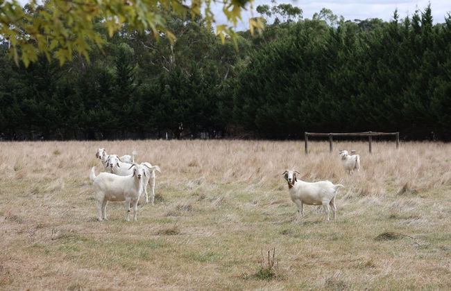 StayAU Lakeview Cottage 2BR Cozy Nature - Foto 24
