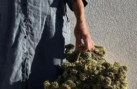 M Butterfly - Foto 37