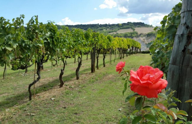 I Sicomori - Seme di Carota - Glamping e appartamenti con piscina a Saturnia - Foto 32