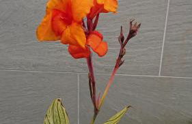 Apartamento Doreen - Foto 28